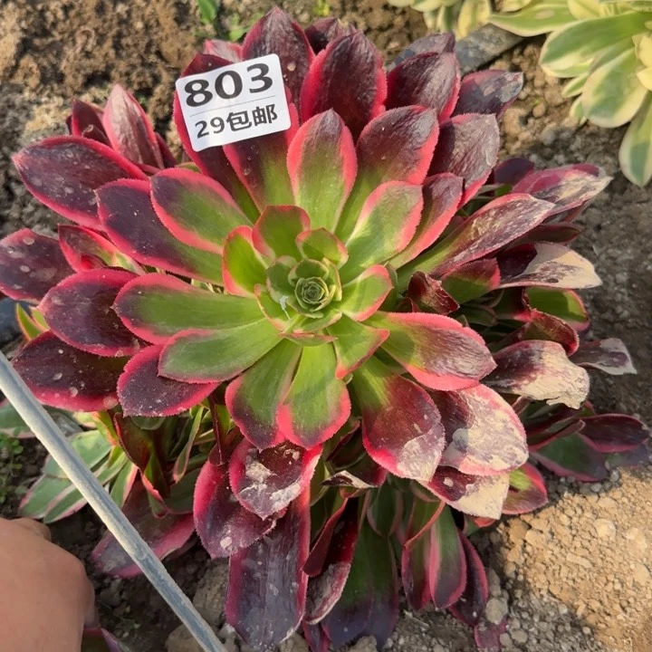 女郎……多肉植物……