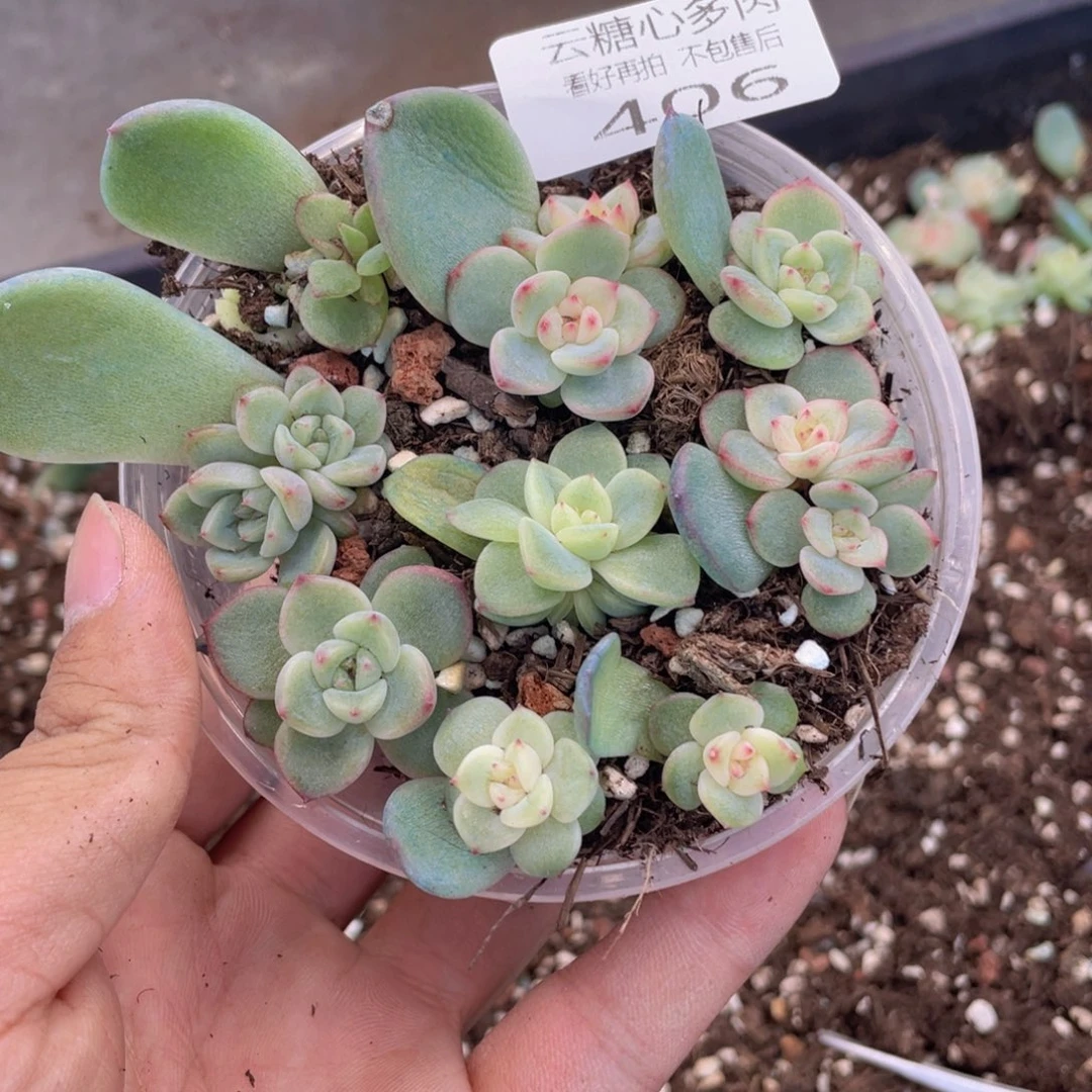 云糖心多肉植物406