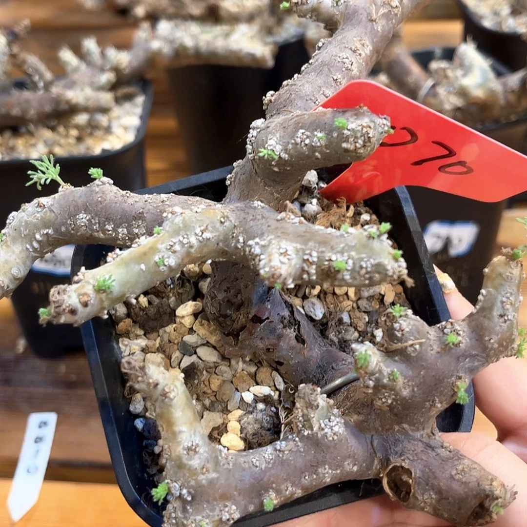 盐***园潮流植物 潮流植物