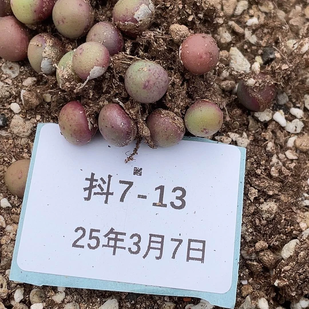 ?*?7-13肉锥多肉植物