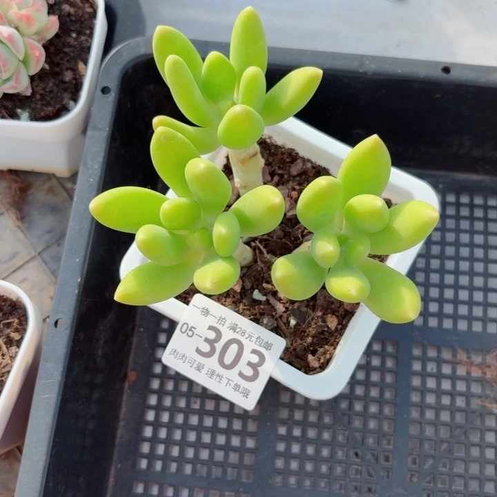 芒果奶多肉无盆土发货无盆土发货