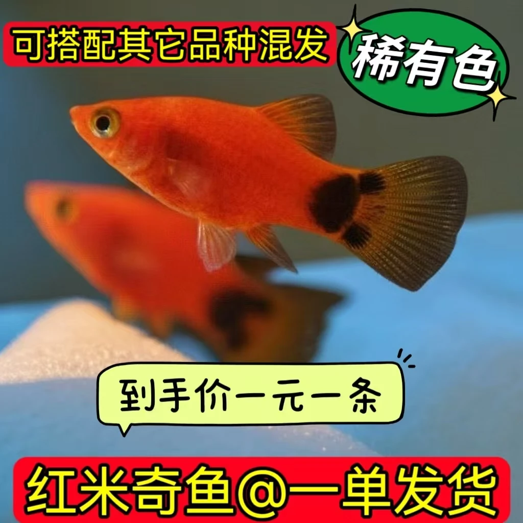清仓红米奇鱼皮球鱼便宜特价胎生鱼黑尾月光小型热带观赏鱼好养耐