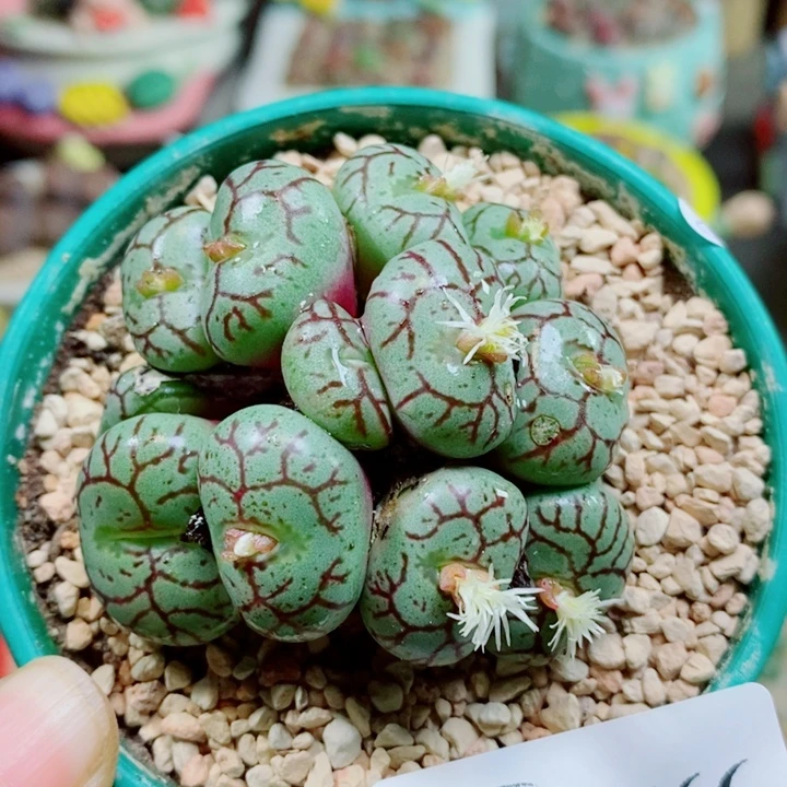 生石花花花花花开了566
