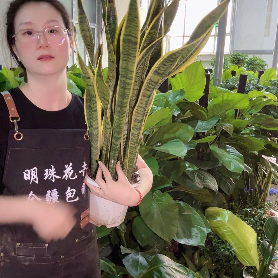 金边虎皮兰1盆全疆包邮