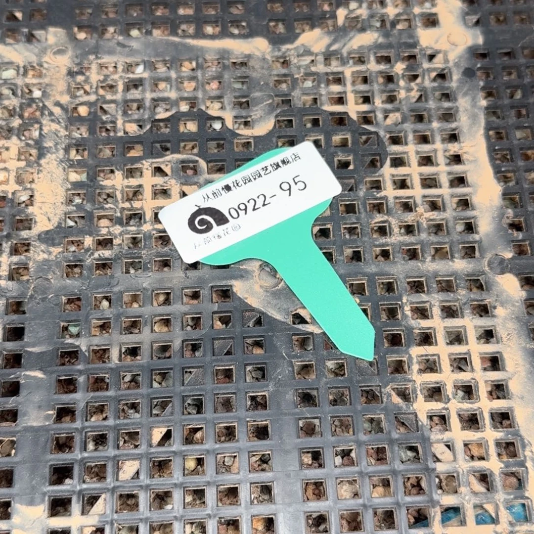 从前慢多肉精选编号0922.95