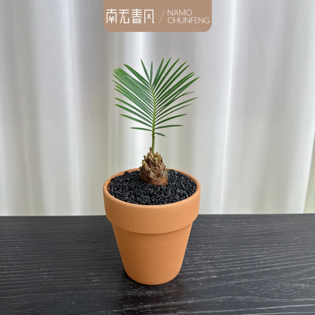 【mini铁树】单叶幸运草室内客厅植物小摆件盆景桌面绿植苏铁懒人