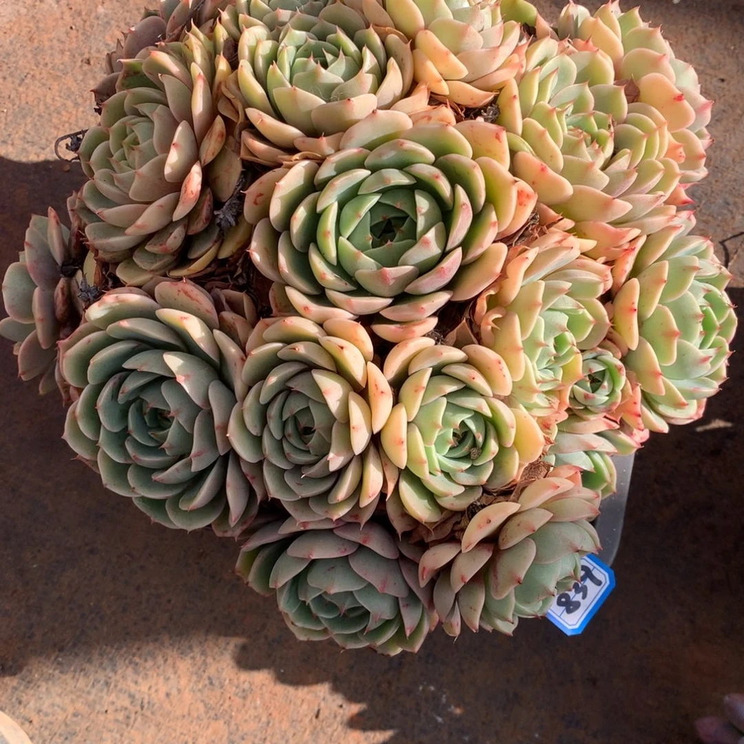 839笨巴蒂斯 一物一拍多肉