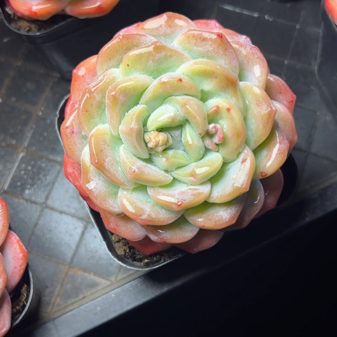 【闪购商品】冰玉多肉19.8