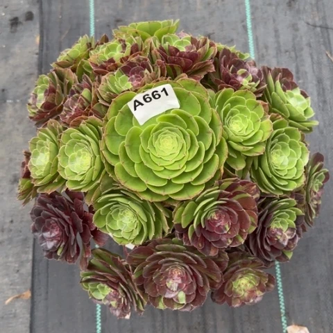 661花月夜32厘米左右