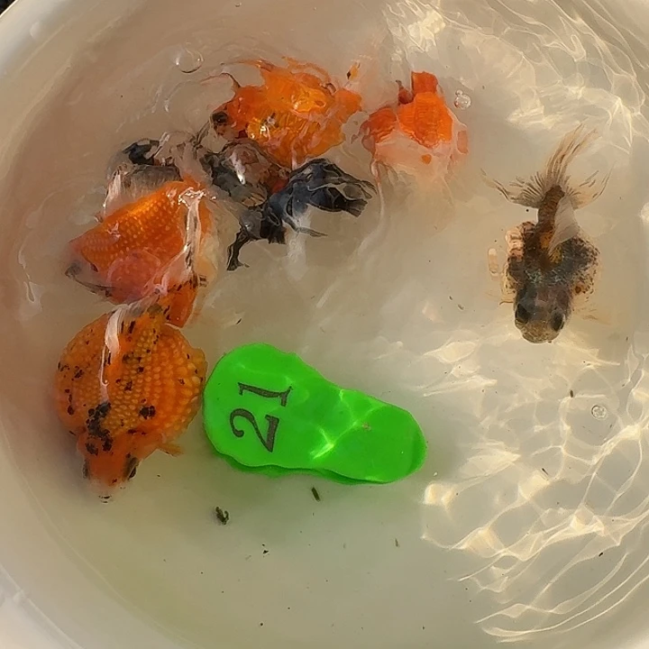 金鱼包邮包活到家