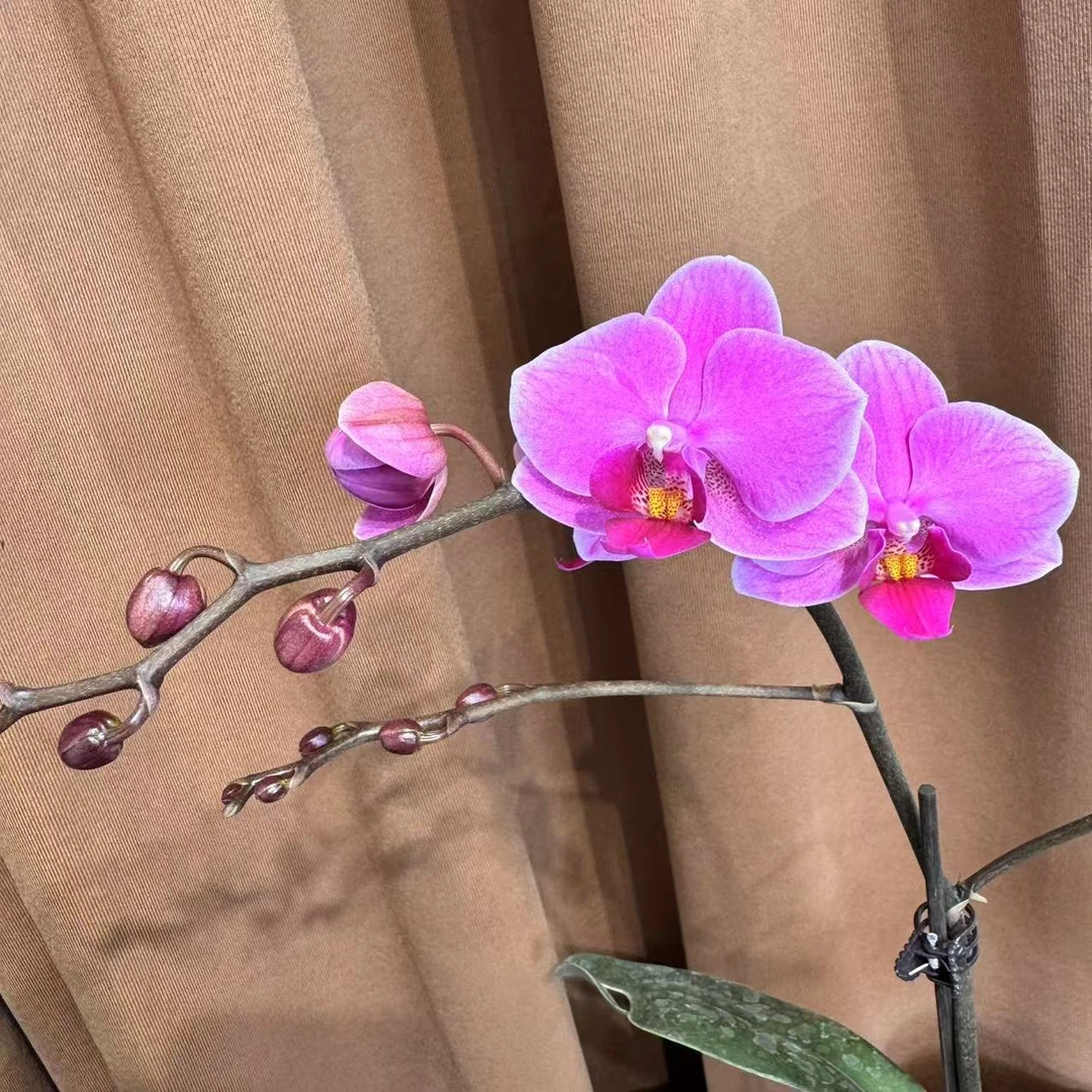 蝴蝶兰[婚宴]高端室内盆栽带花带花苞昆明源头基地直发