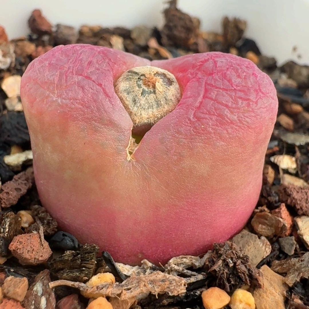 101带盆土发货毛汉尼