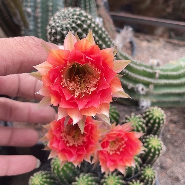 大金刚摘花脱土发货