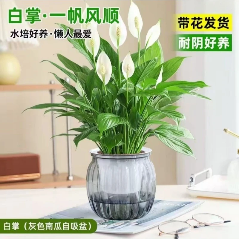一帆风顺白掌水培盆栽室内好养花卉可净化空气吸除甲醛桌摆植物花