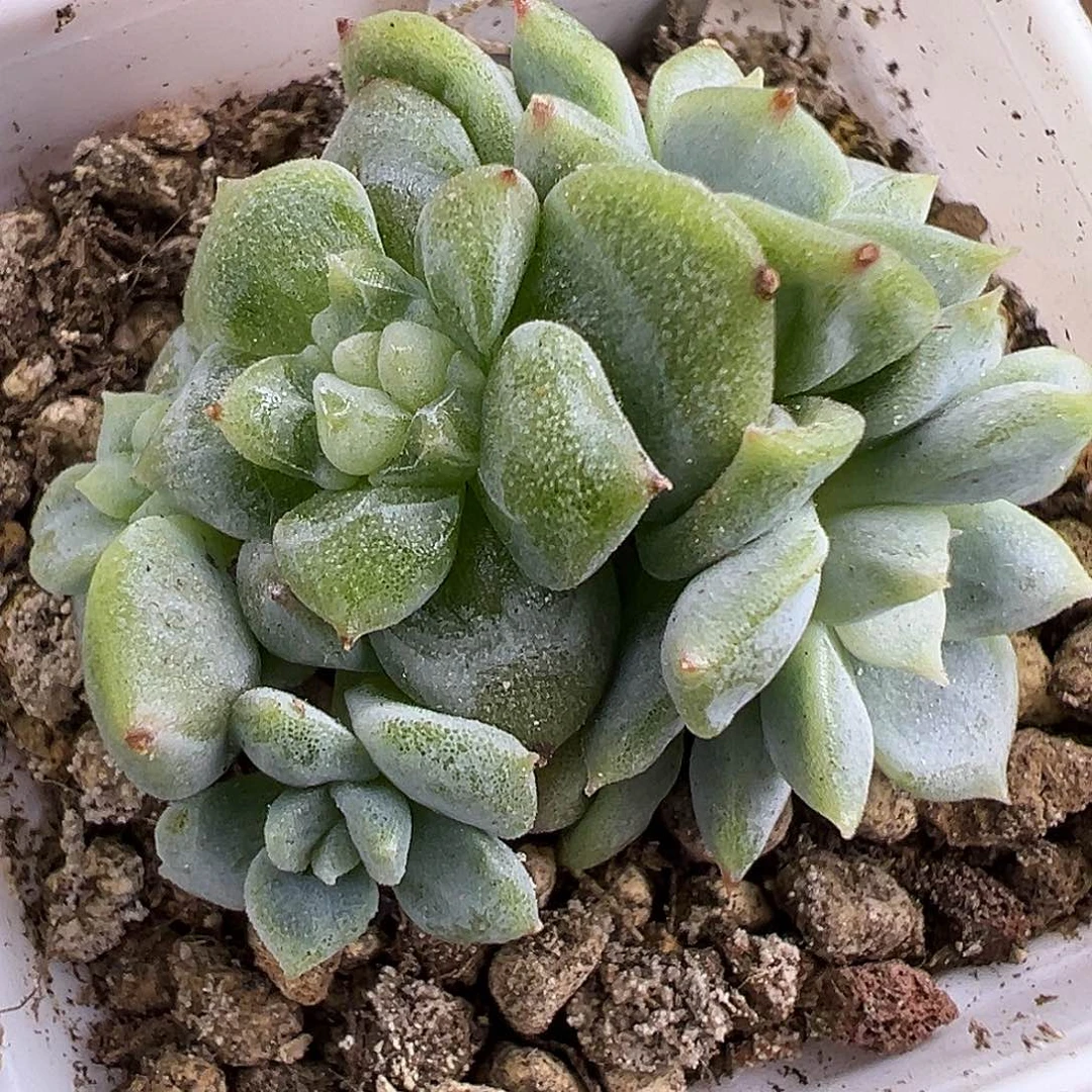 山****纸鸢 双头无尽灯 T1三颗