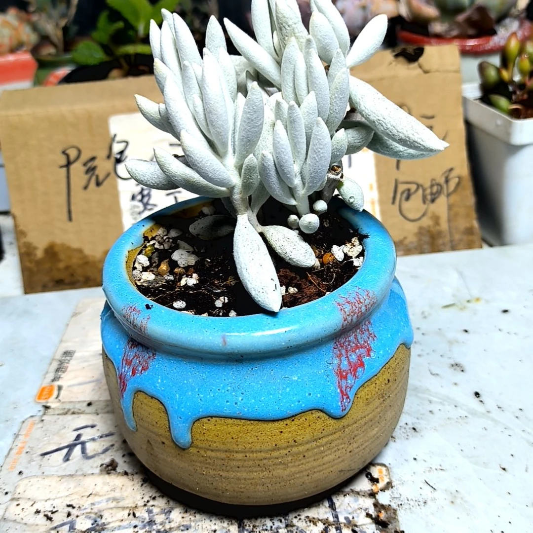 满9元包邮，银月老庄多头