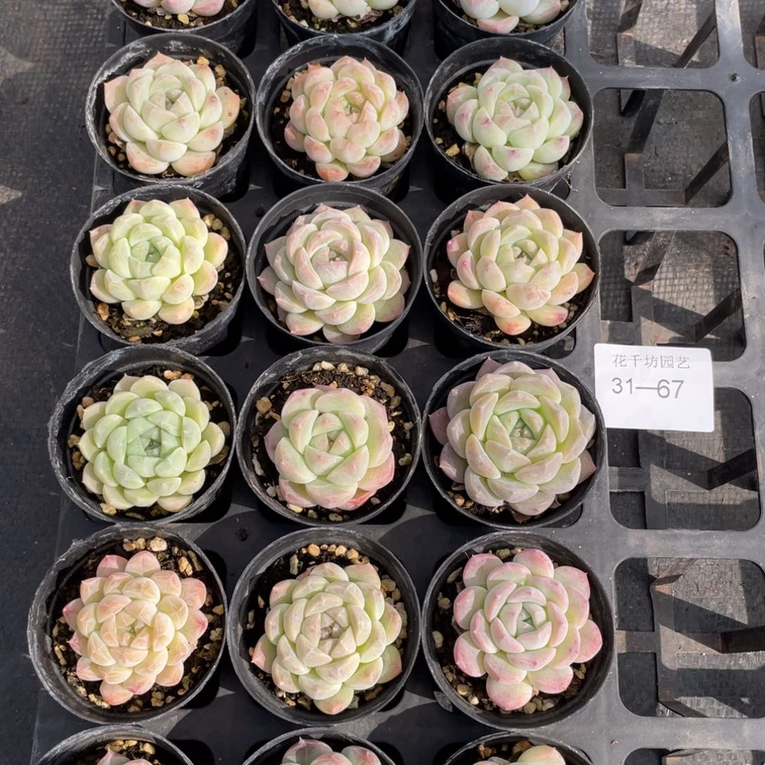 一物一拍18颗31-67