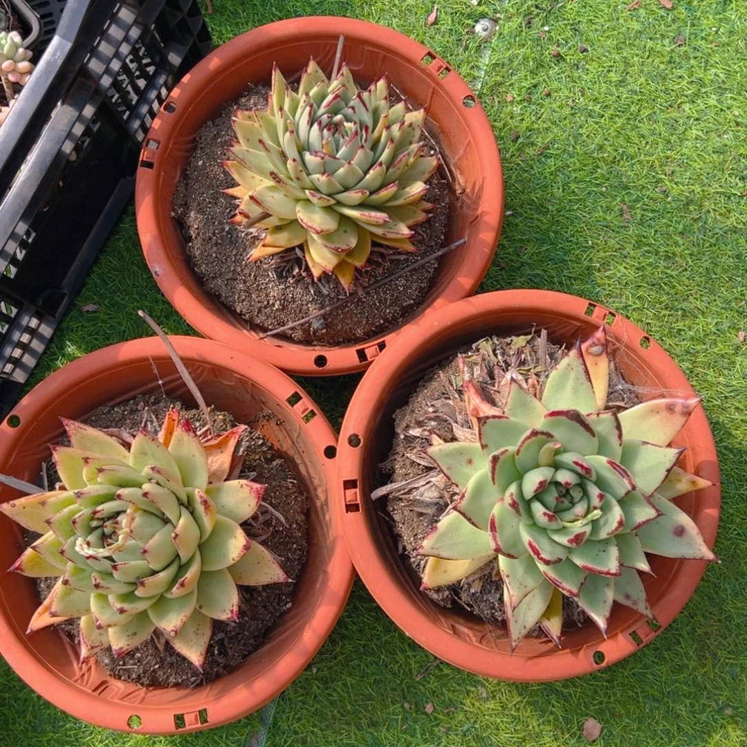 乌木单头，满18包邮