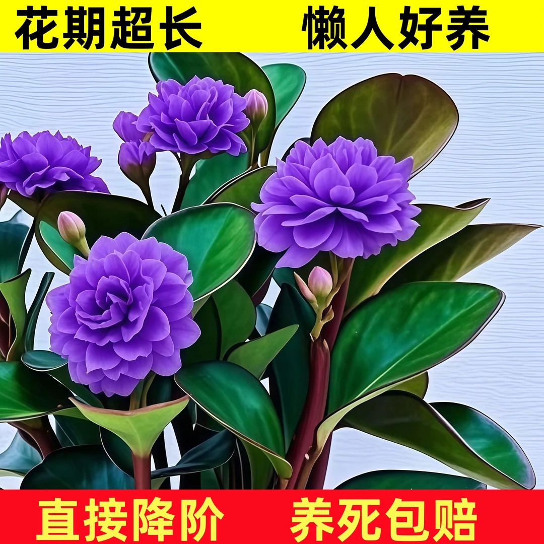 【50天开花】碧玉新品红边四季常青室内花卉绿植净化浓香型盆栽新款