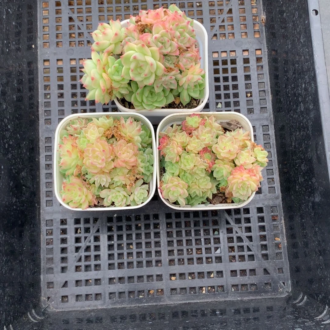 1016-30 套餐一组