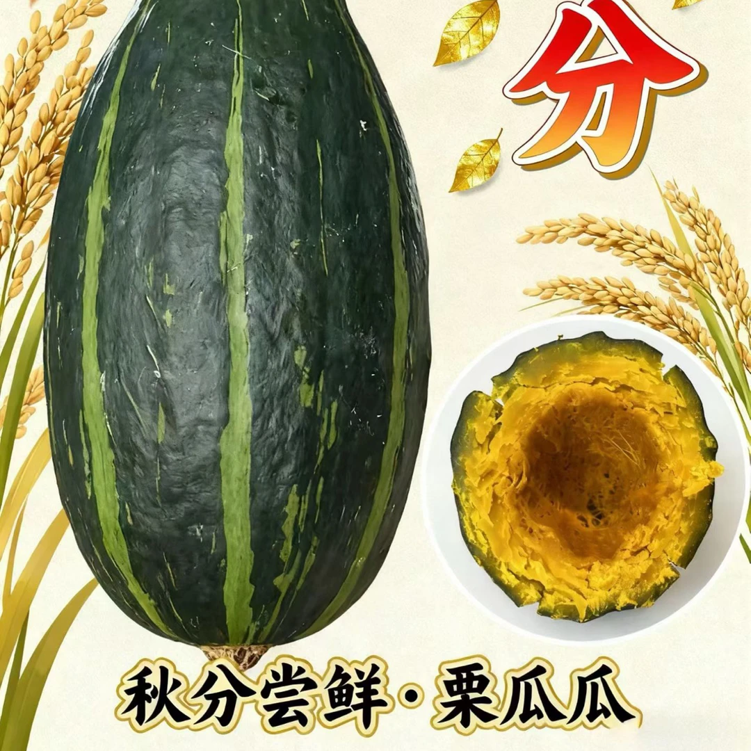 七彩南瓜栗瓜瓜甜糯粉新品上市尝鲜价金贝贝