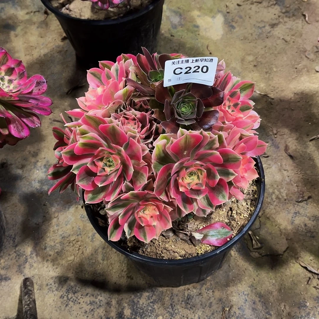 多肉植物220粉服巫