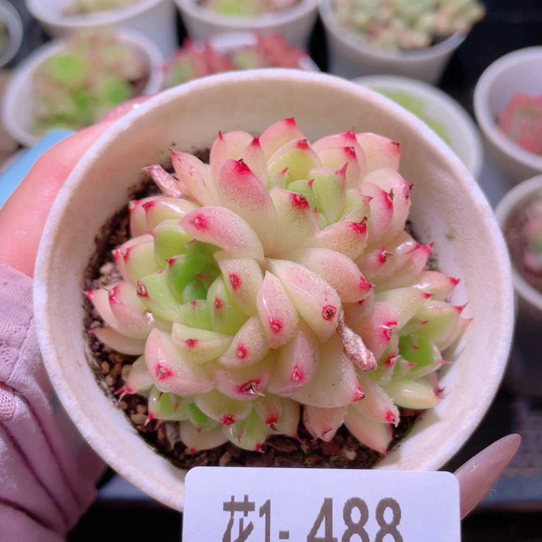 花利美1-488麦秆群