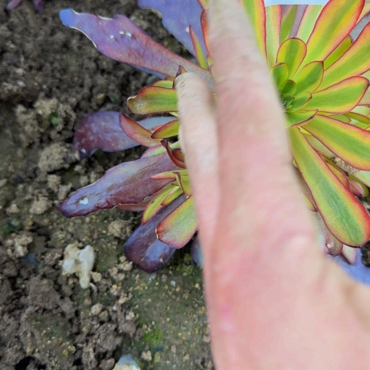 萧**姐1480金沙多肉