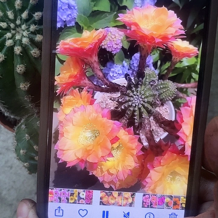 激流仙人球xetuoopp