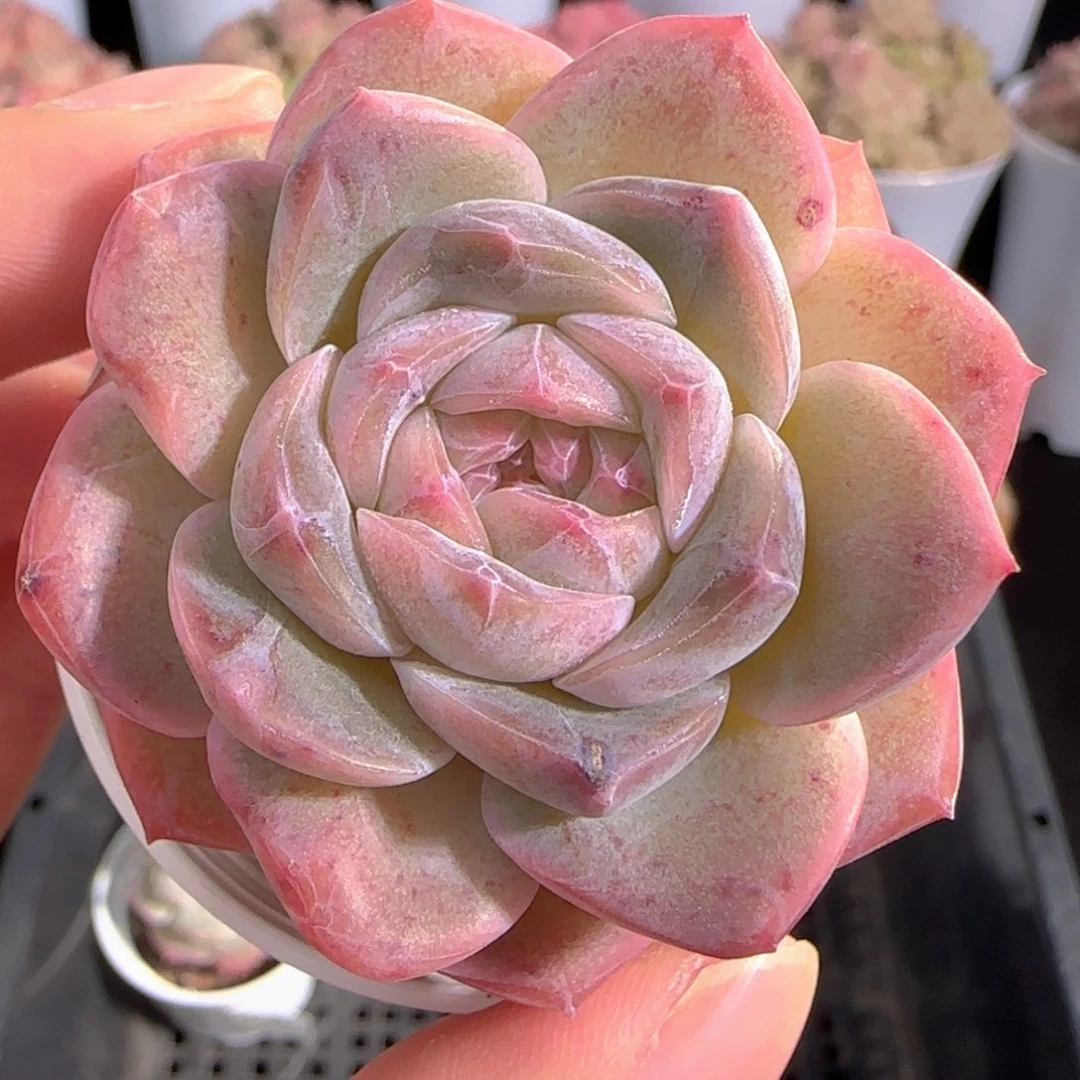 多肉0103-96糖心糖心