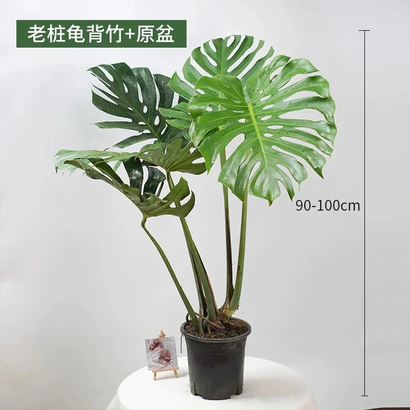 【龟背竹】0.9-1M客厅大盆栽老桩植物办公室大型绿植室景净化空气