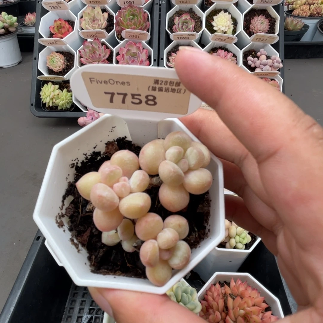 7758泡泡糖4.5厘米