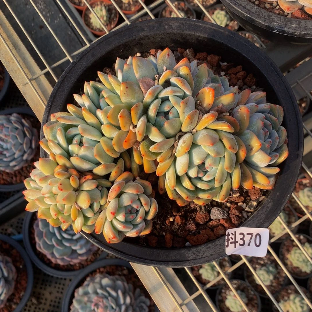 ?****妙370多头直嗯嗯真的