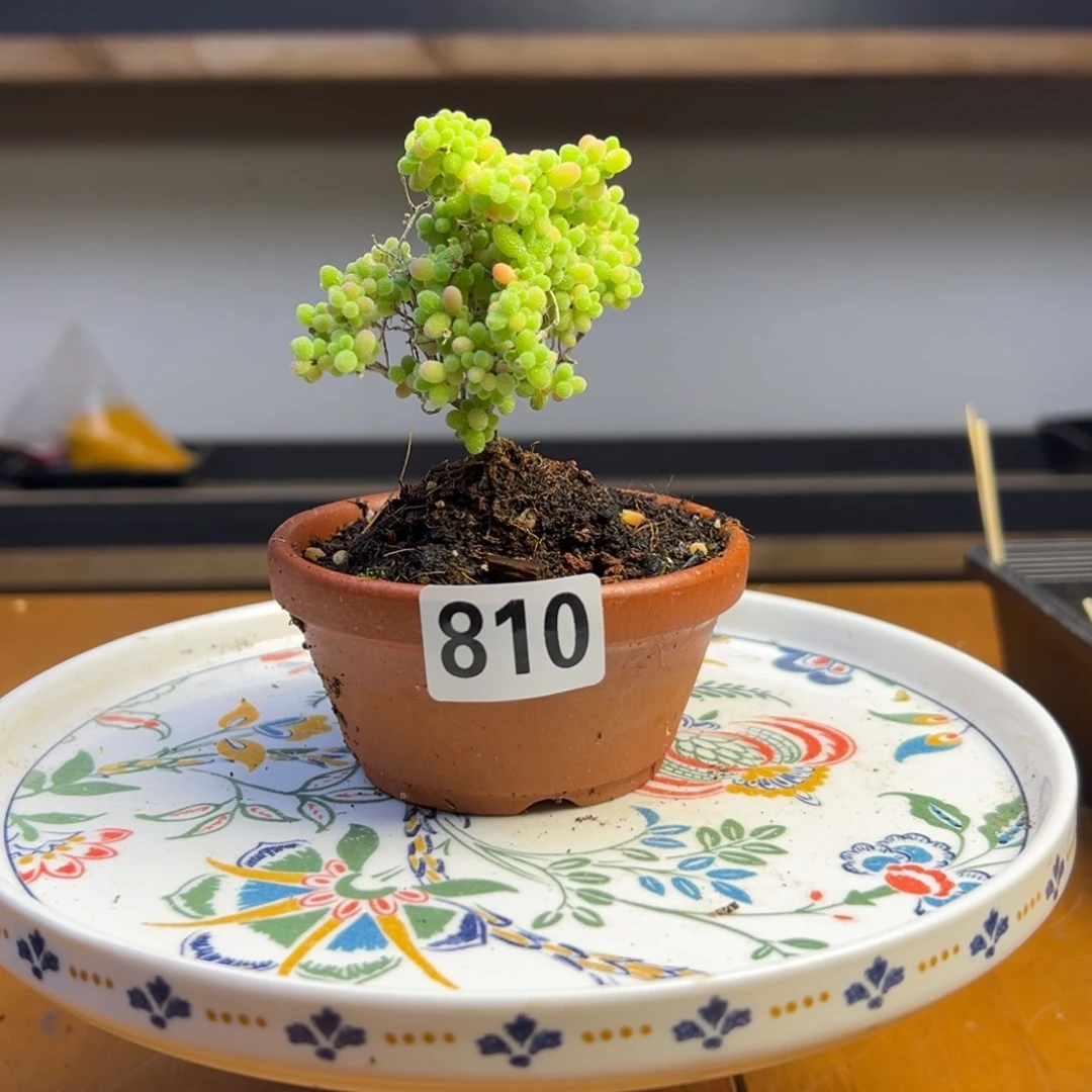 红*枝干番杏多肉植物810