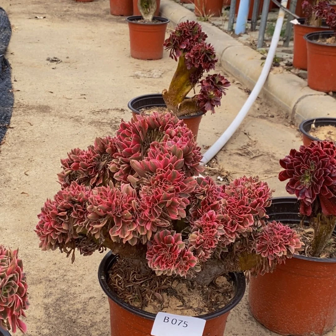 粉女巫 b075号 所见所得