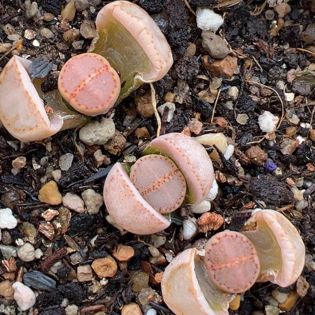 2.14好看的多肉415