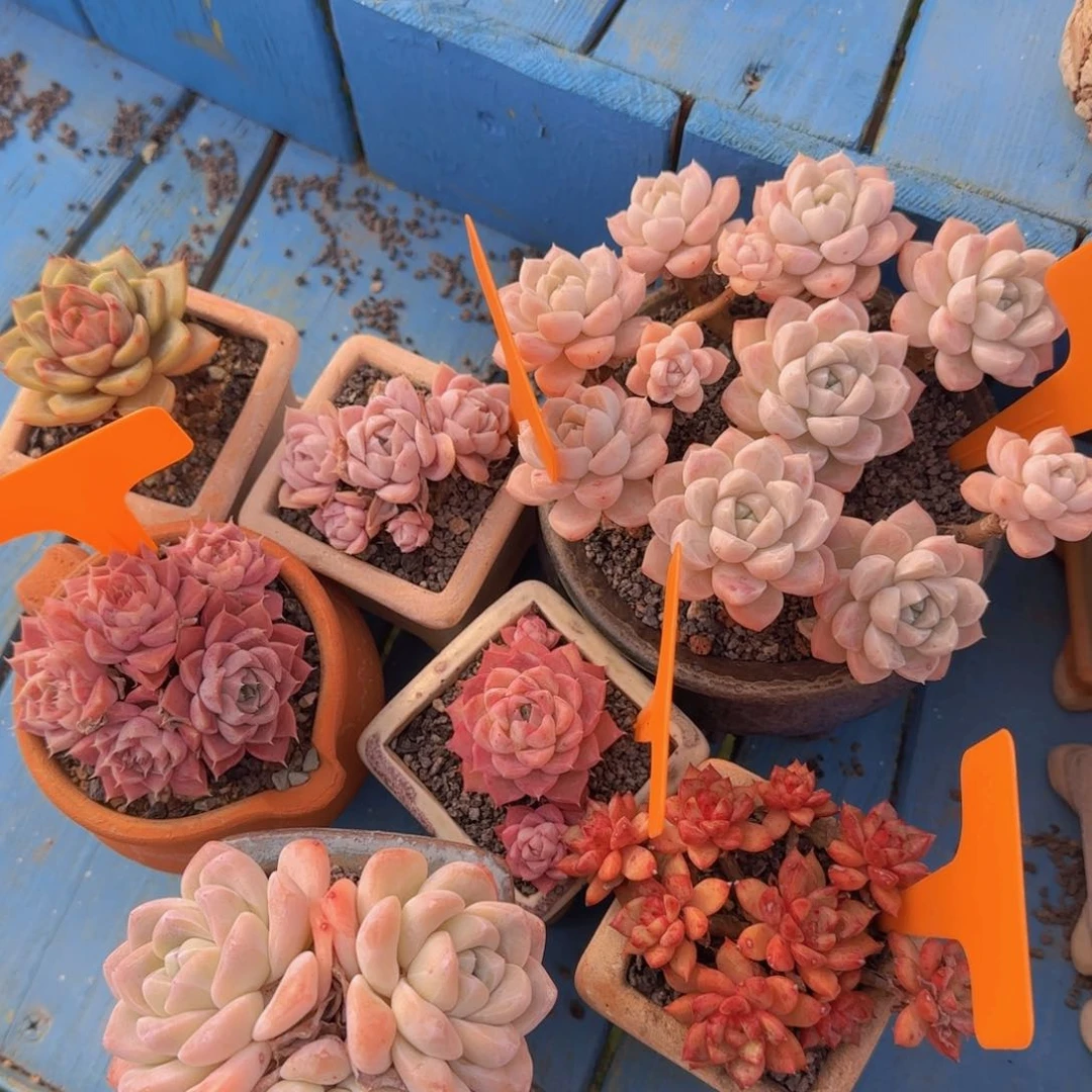 多肉植物各种杂交 小姑姑