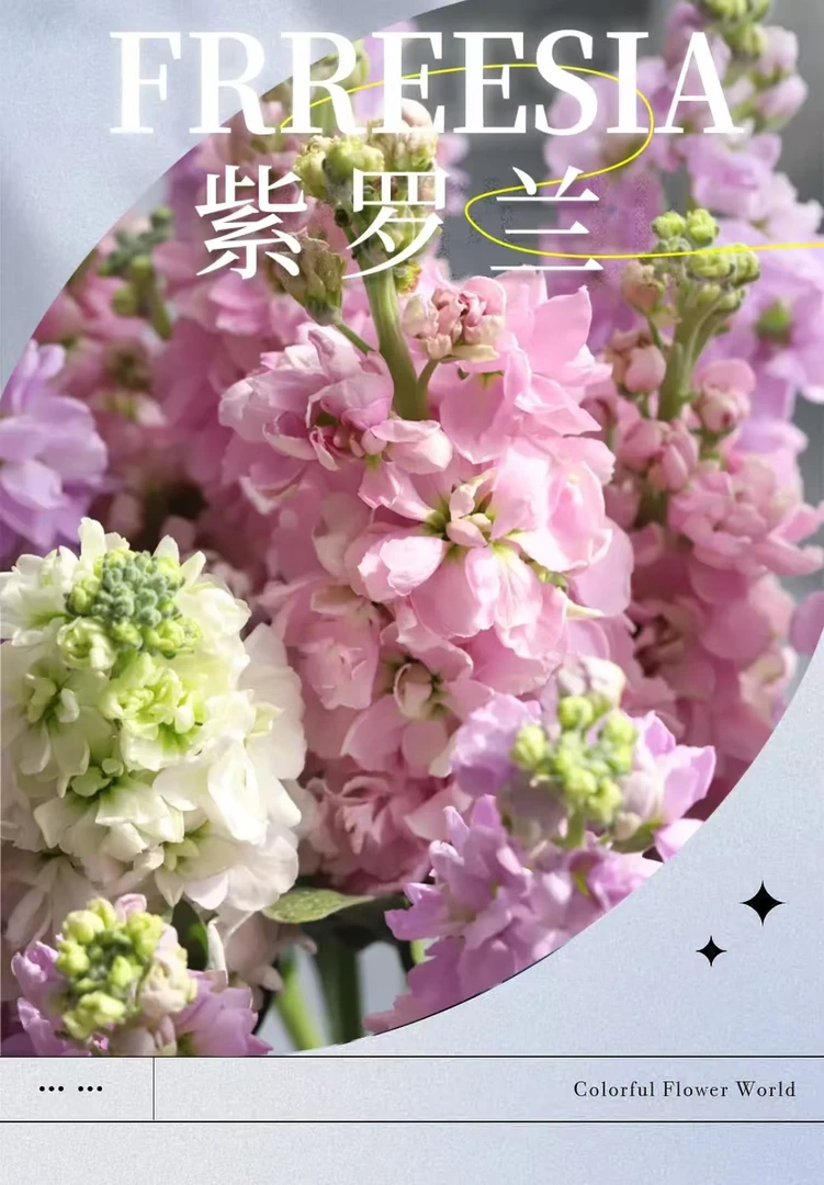 【鲜花紫罗兰】紫罗兰混色云南基地鲜切花现采现发