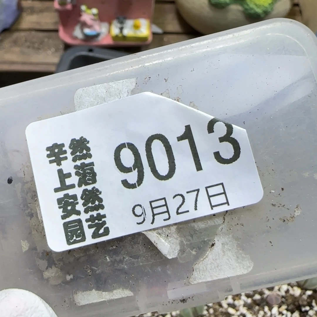 ****山9.27。   美梨玉   9013补差