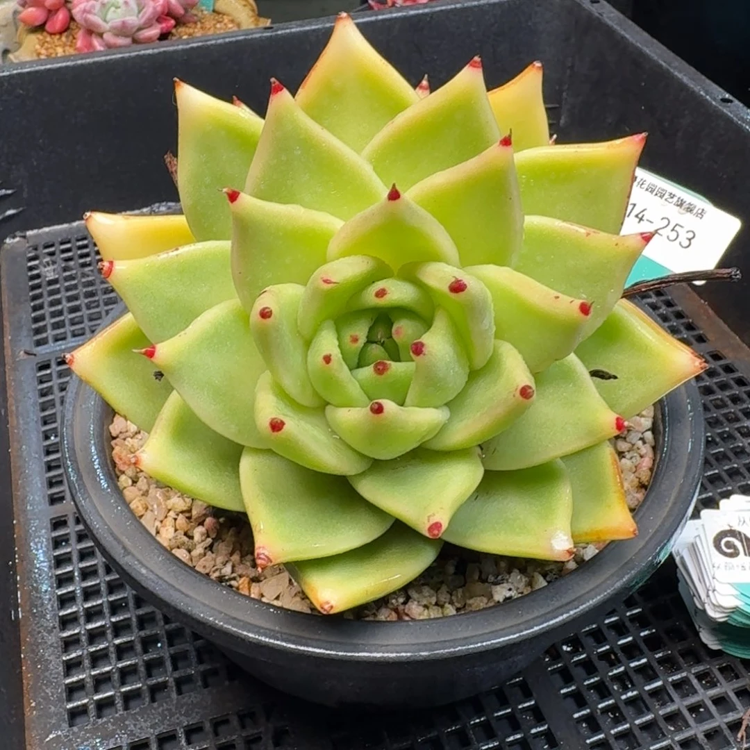 从前慢多肉精选编号1214.253