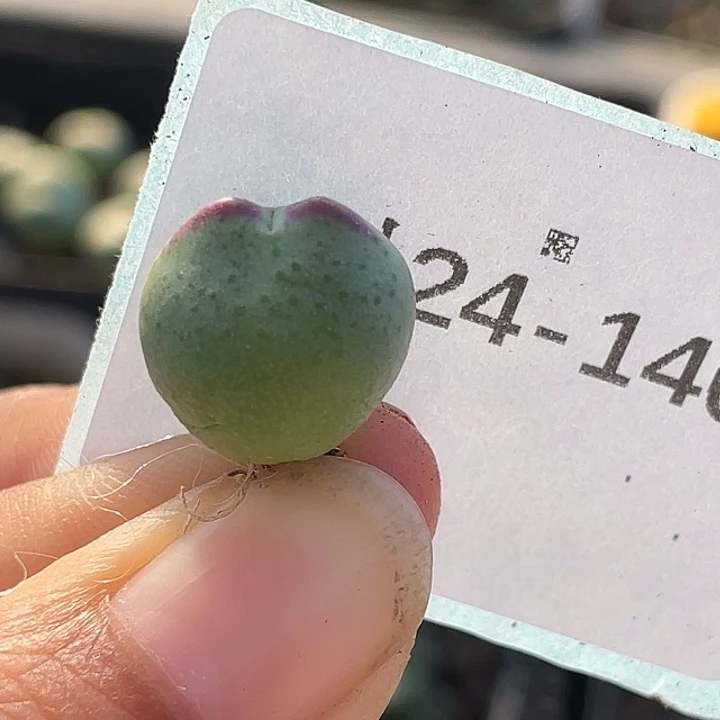 24-140比卡丘多肉植物