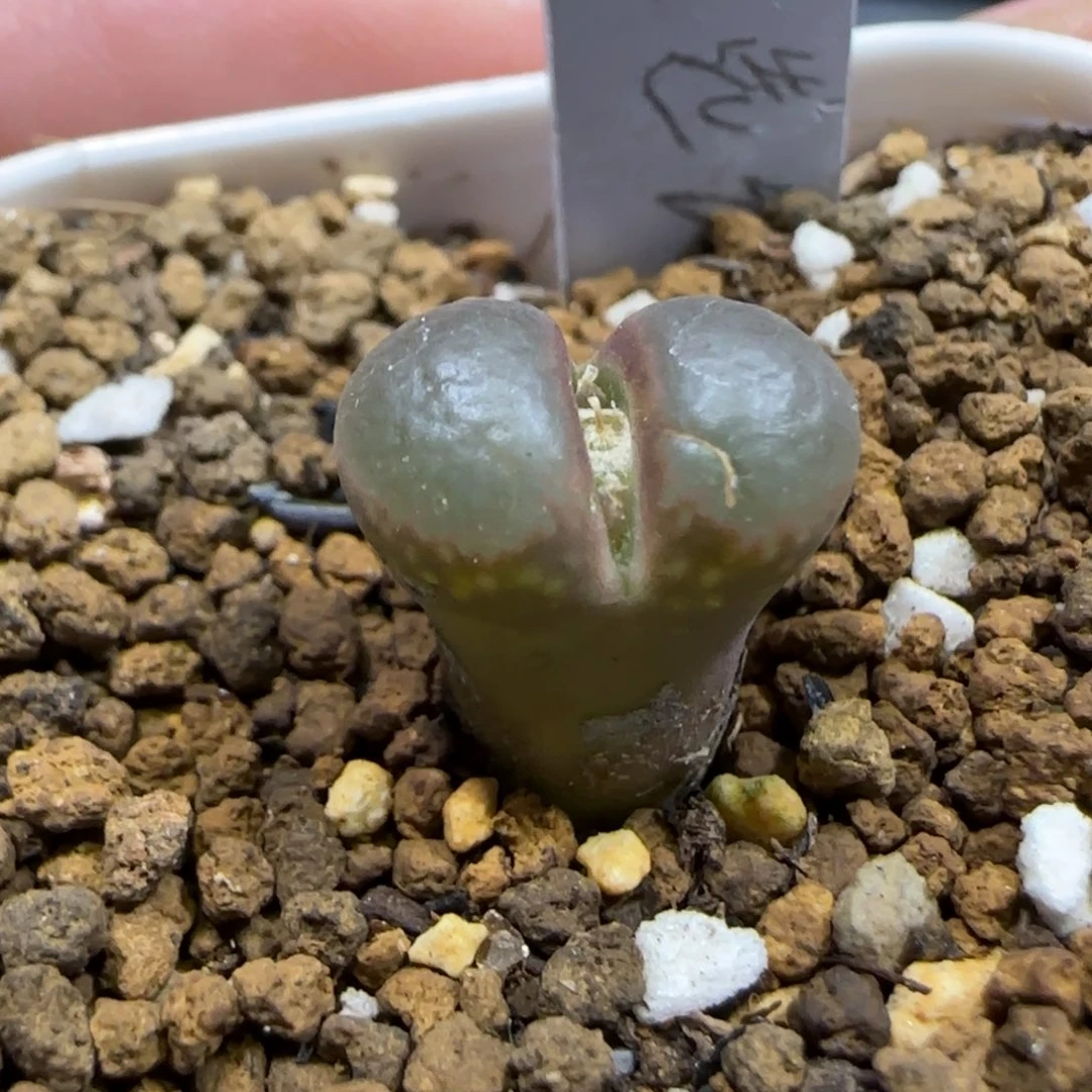 12.10。     红风铃。    2013