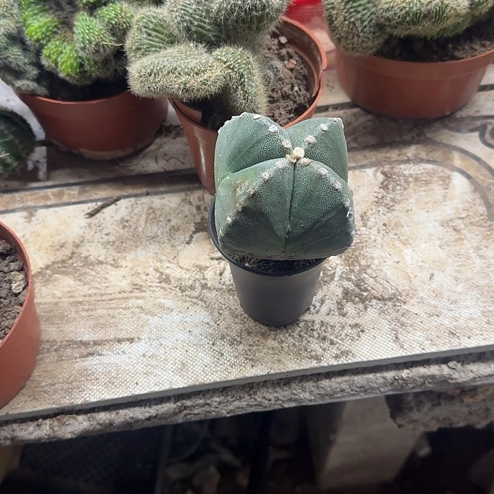****愁全部花朵彩草哈哈哈哈哈哈哈哈