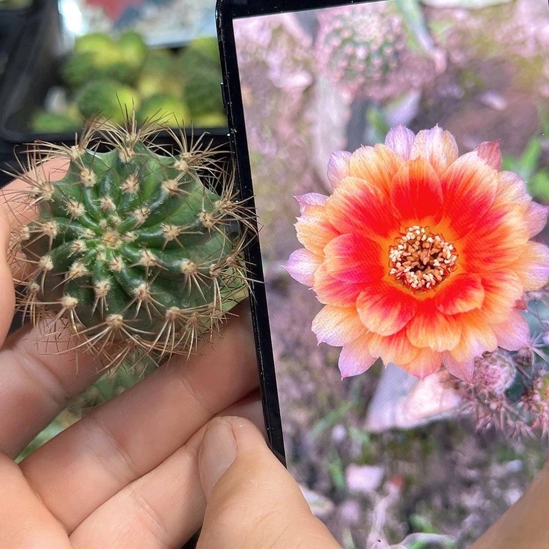 凤舞丽花属仙人球侧芽一颗