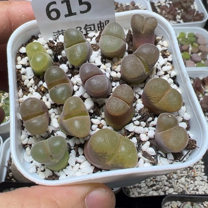 【闪购商品】 615。
