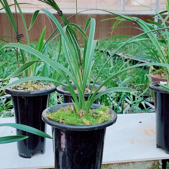 健***京无花朵一物一漂亮