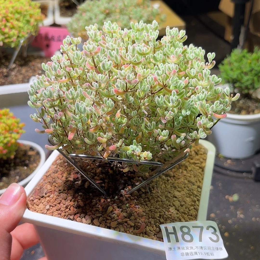 M***a枝干番杏冰钻H873