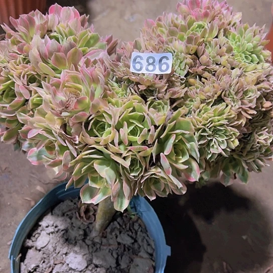 多肉植物一个法师追