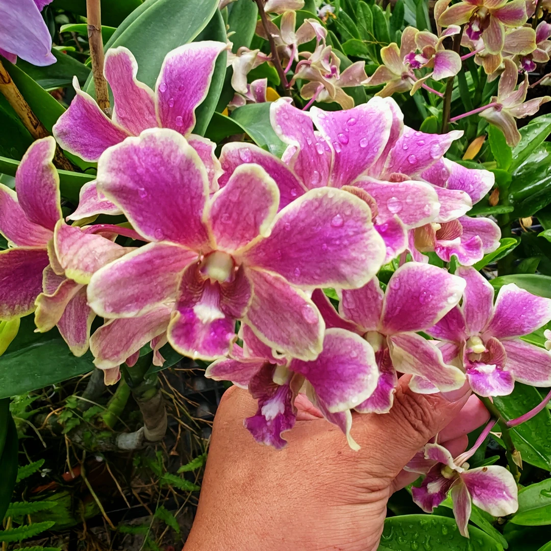 预售烟熏（10.10 左右发货）