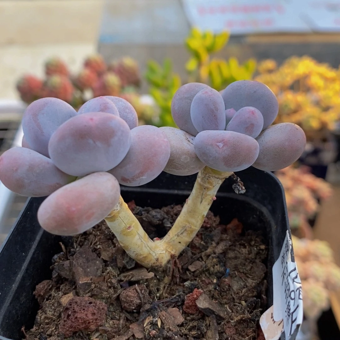 1006彩虹奶6cm多肉